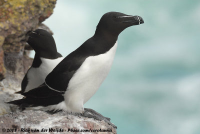 Alk / Razorbill