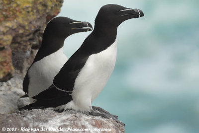 Alk / Razorbill