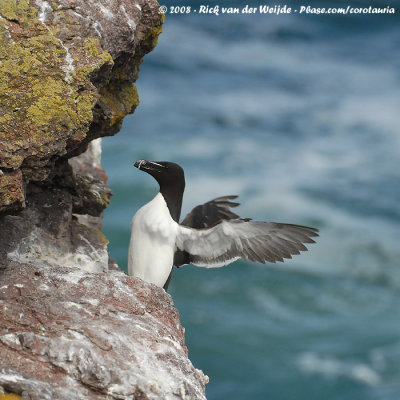 Alk / Razorbill