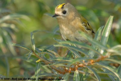 GoldcrestRegulus regulus regulus