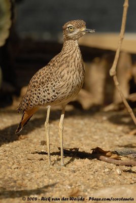 Kaapse Griel / Spotted Thick-Knee