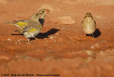 European GreenfinchChloris chloris chloris