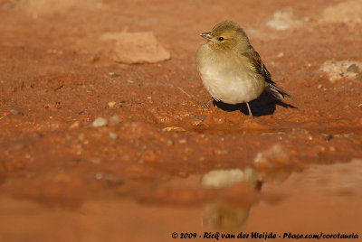 Eurasian ChaffinchFringilla coelebs coelebs