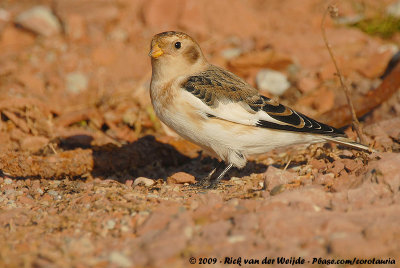 Snow BuntingPlectrophenax nivalis nivalis