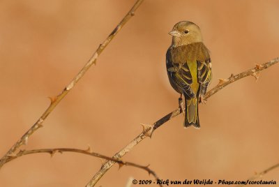 Eurasian ChaffinchFringilla coelebs coelebs