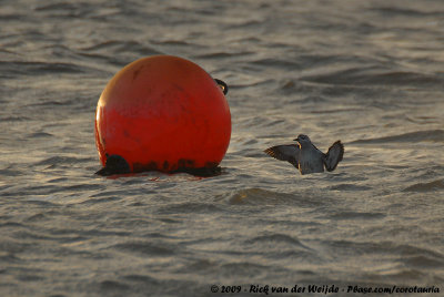 Black GuillemotCepphus grylle grylle