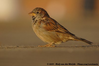 House Sparrow<br><i>Passer domesticus domesticus</i>