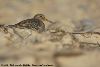 Purple SandpiperCalidris maritima