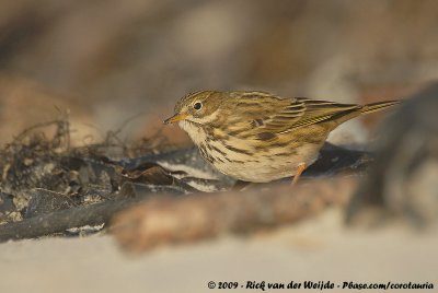 Meadow PipitAnthus pratensis