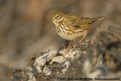 Meadow Pipit<br><i>Anthus pratensis</i>