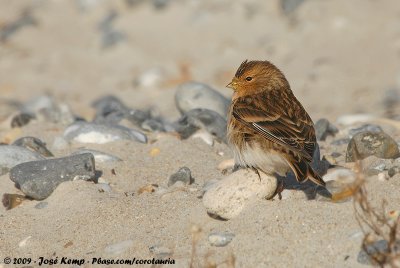 Twite  (Frater)