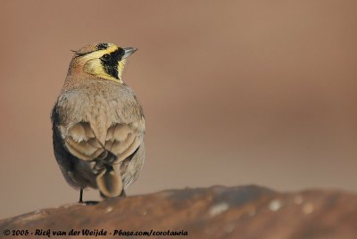 Horned LarkEremophila alpestris atlas