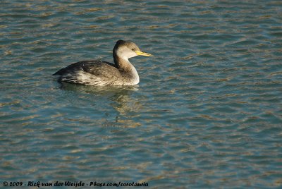 Red-Necked Grebe<br><i>Podiceps grisegena grisegena</i>