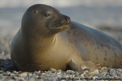 Harbour SealPhoca vitulina vitulina