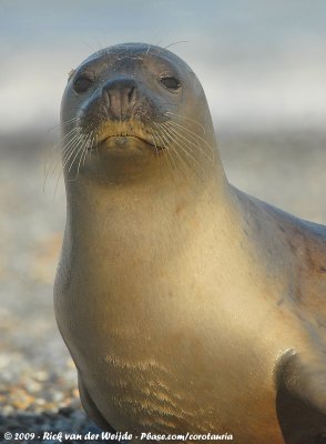 Harbour SealPhoca vitulina vitulina