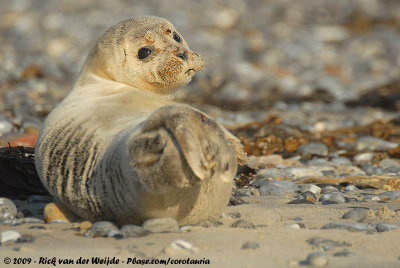 Harbour SealPhoca vitulina vitulina