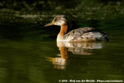 Red-Necked GrebePodiceps grisegena grisegena