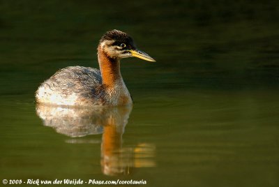 Red-Necked GrebePodiceps grisegena grisegena