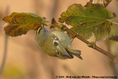 GoldcrestRegulus regulus regulus