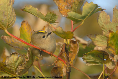 GoldcrestRegulus regulus regulus