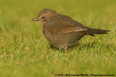 Common BlackbirdTurdus merula merula