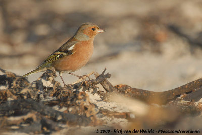 Eurasian ChaffinchFringilla coelebs coelebs