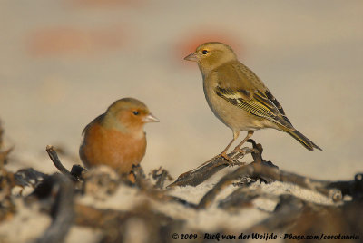 Eurasian ChaffinchFringilla coelebs coelebs