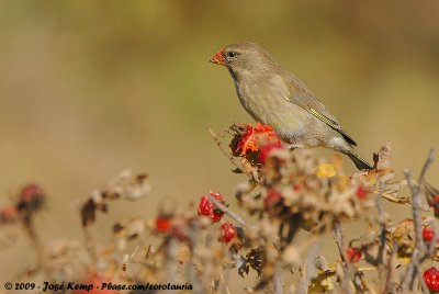 European GreenfinchChloris chloris chloris