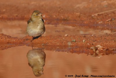 Eurasian ChaffinchFringilla coelebs coelebs