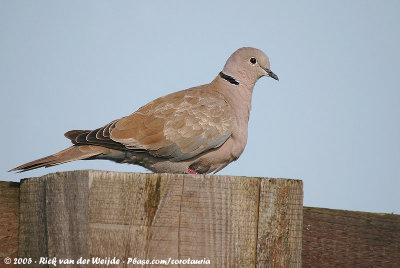 Eurasian Collared DoveStreptopelia decaocto decaocto