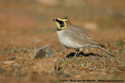 Horned LarkEremophila alpestris atlas