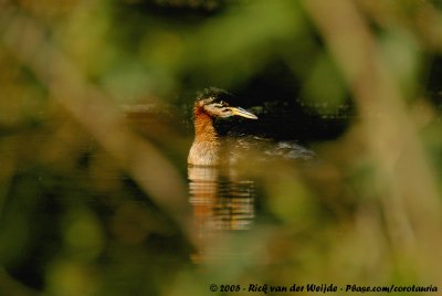 Red-Necked GrebePodiceps grisegena grisegena