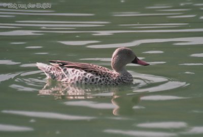 Kaapse Taling / Cape Teal