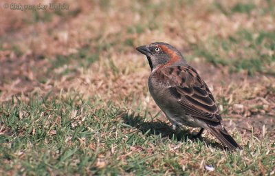 Keniaanse Roestmus / Rufous Sparrow