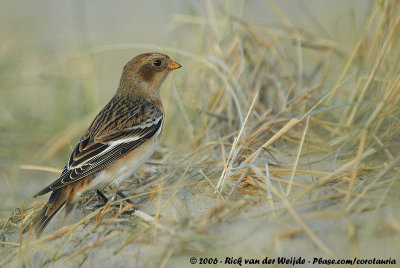 Snow BuntingPlectrophenax nivalis nivalis