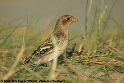 Snow BuntingPlectrophenax nivalis nivalis