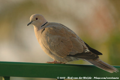 Eurasian Collared Dove<br><i>Streptopelia decaocto decaocto</i>