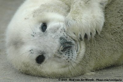 Grey SealHalichoerus grypus grypus