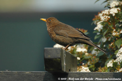 Common BlackbirdTurdus merula merula