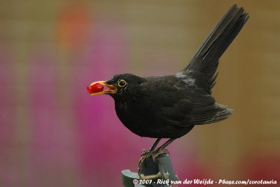 Common BlackbirdTurdus merula merula