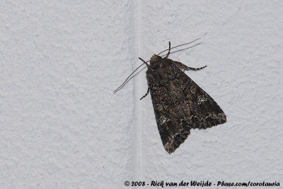 Kooluil / Cabbage Moth