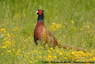 Fazant / Common Pheasant