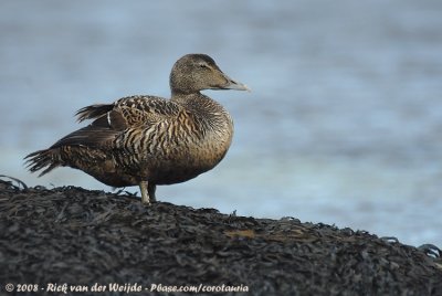 Eider / Common Eider