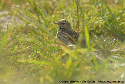 Meadow PipitAnthus pratensis