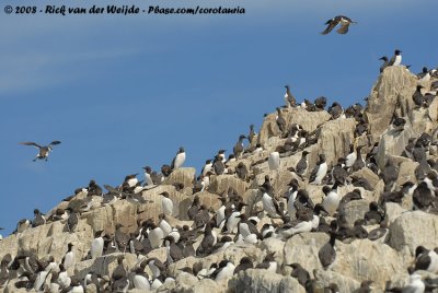 Zeekoet / Common Guillemot