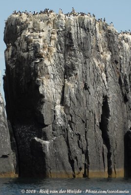 Steep cliffs at Farne Islands