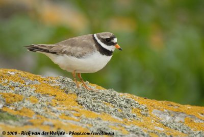 Bontbekplevier / Common Ringed Plover