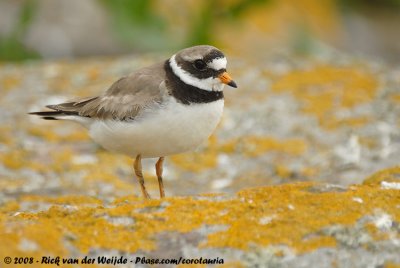 Bontbekplevier / Common Ringed Plover