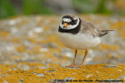 Bontbekplevier / Common Ringed Plover