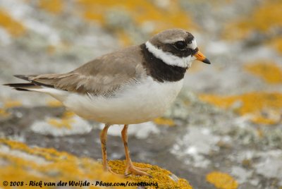 Bontbekplevier / Common Ringed Plover